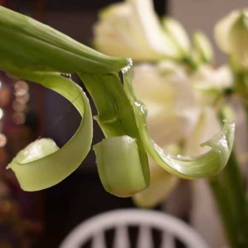 amaryllis stem curling