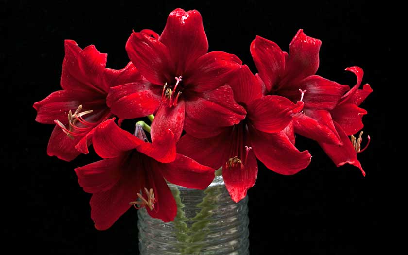 cut amaryllis flowers