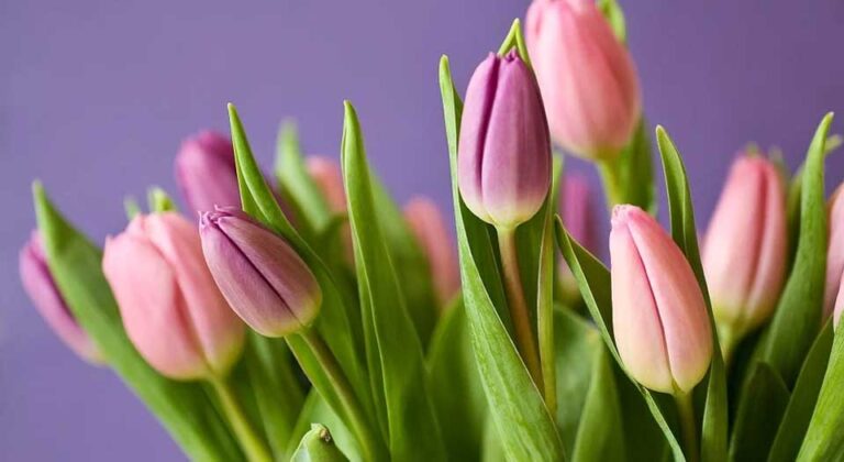 tulip care