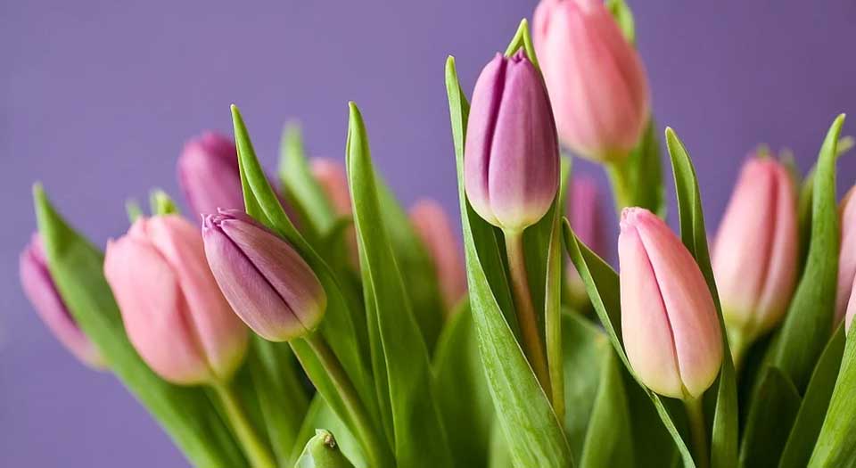tulip care