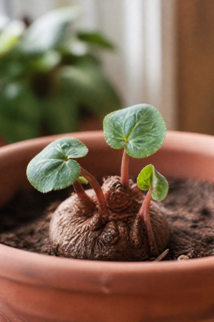 New cyclamen leaves emerging from a dormant tuber in early fall