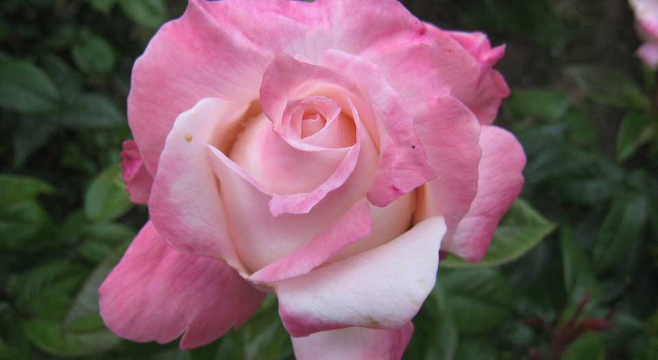 April in Paris hybrid tea rose