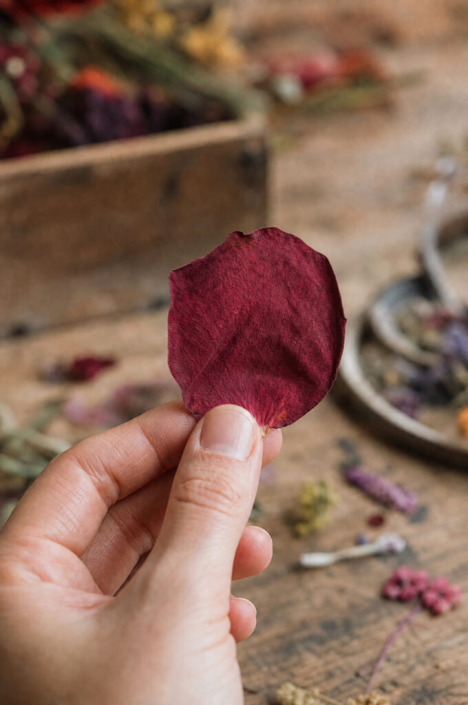 Close-up of a single freeze-dried rose petal held between two fingers showing texture and color