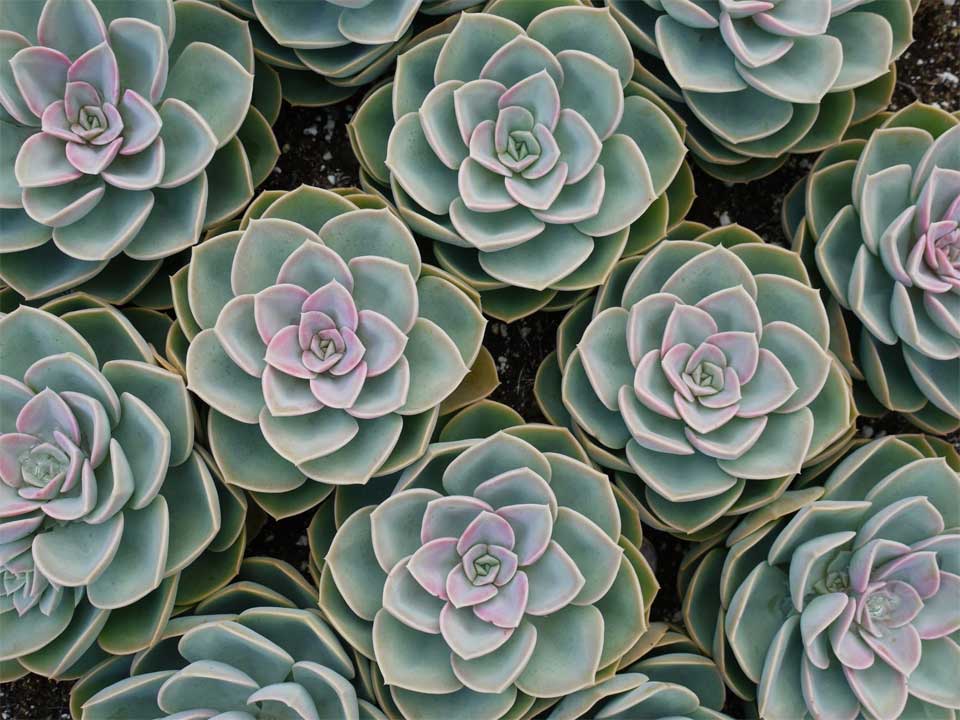 succulents