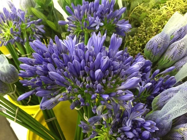 agapanthus