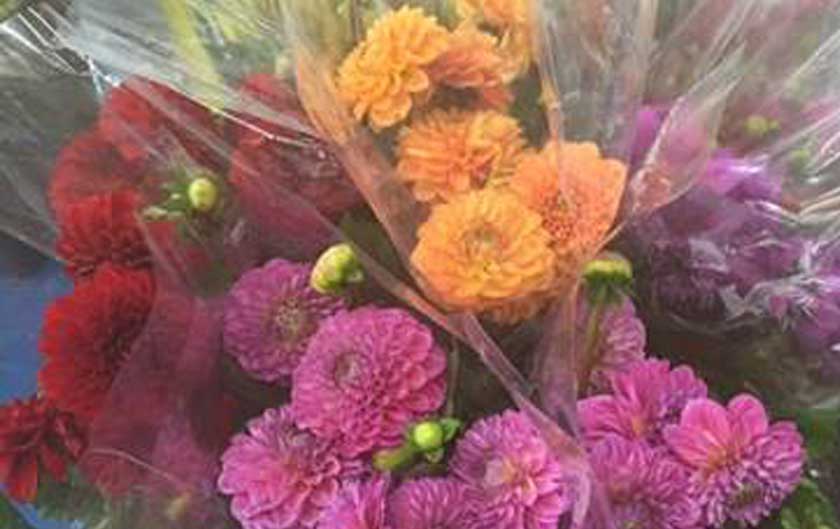 assorted dahlias