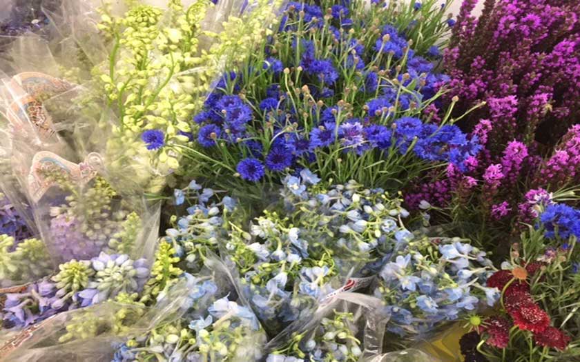 bulk delphinium