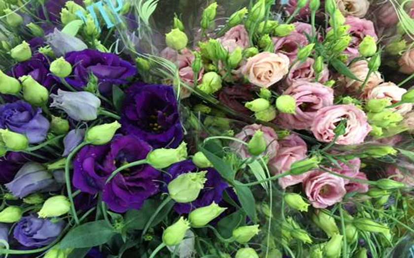 double lisianthus