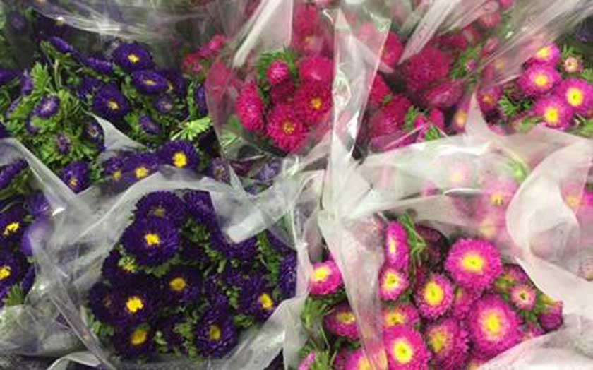 matsumoto asters