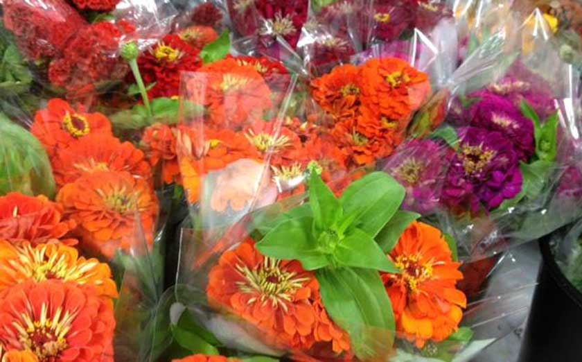 zinnias