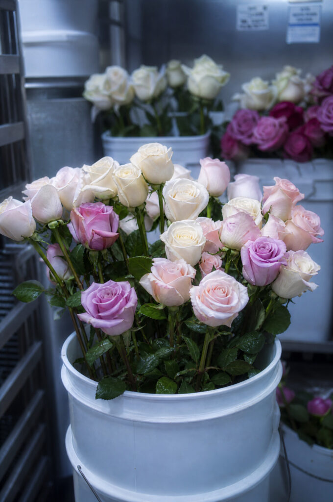 Freshly processed rose stems in a clean bucket of water