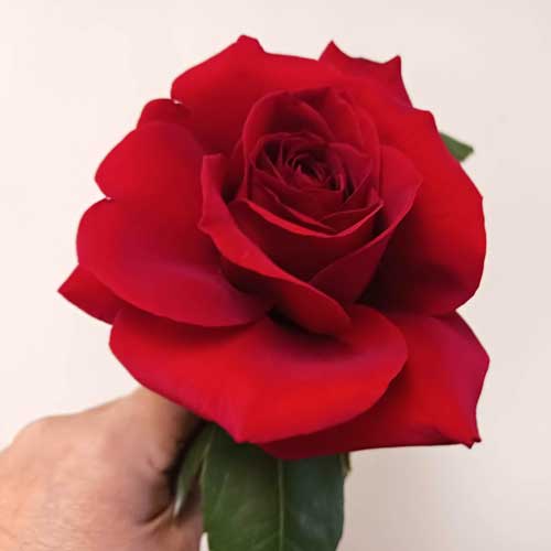 reflexed supermarket rose