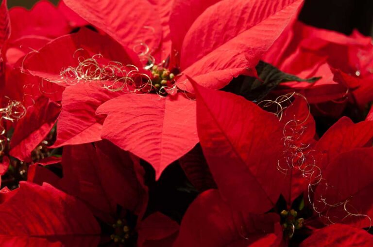 festive poinsettia