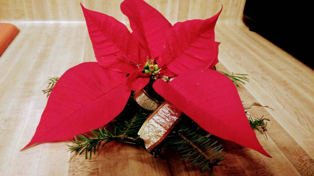 floating poinsettia