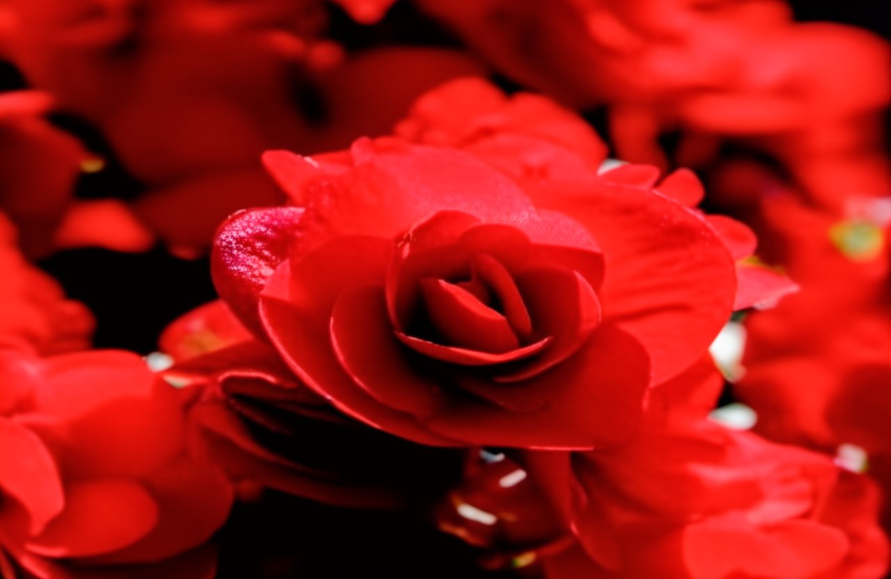 red rieger begonia
