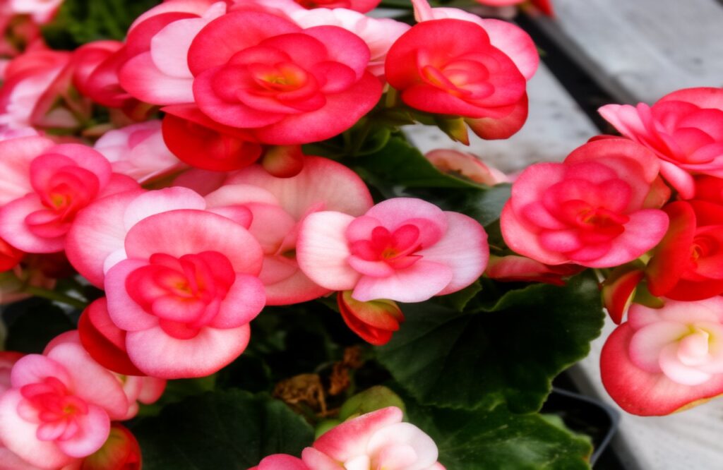 How To Care For A Rieger Begonia | Watering, Light & Rebloom Tips