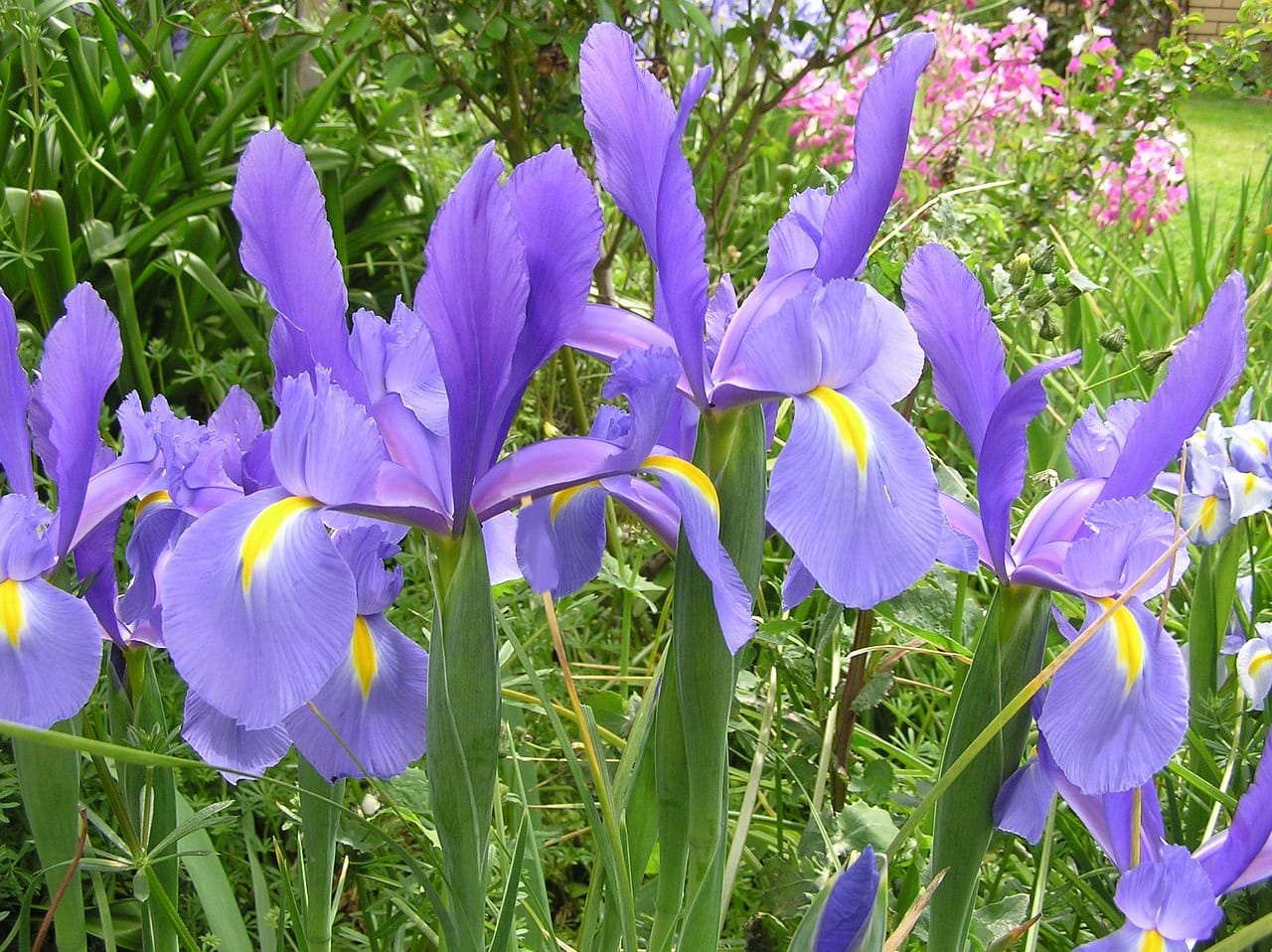 blue iris