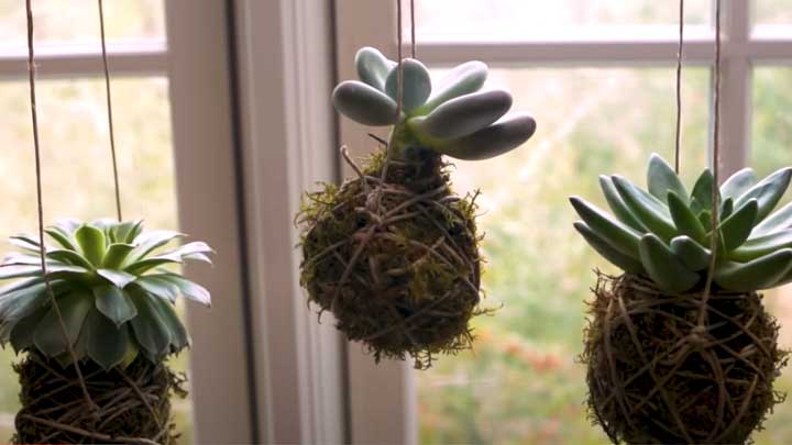 succulent kokedama