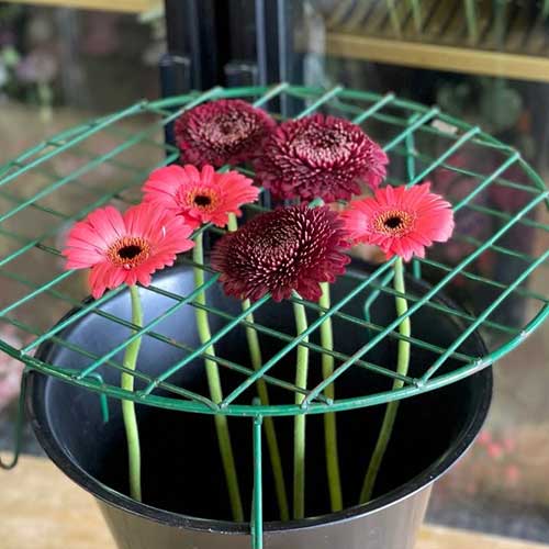 suspending gerberas in water