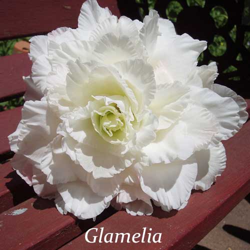 glamelia