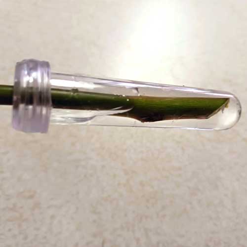 floral water tube