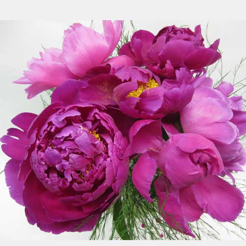 peony clutch bouquet