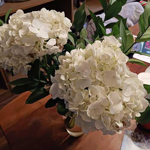 hydrangeas after 12 days