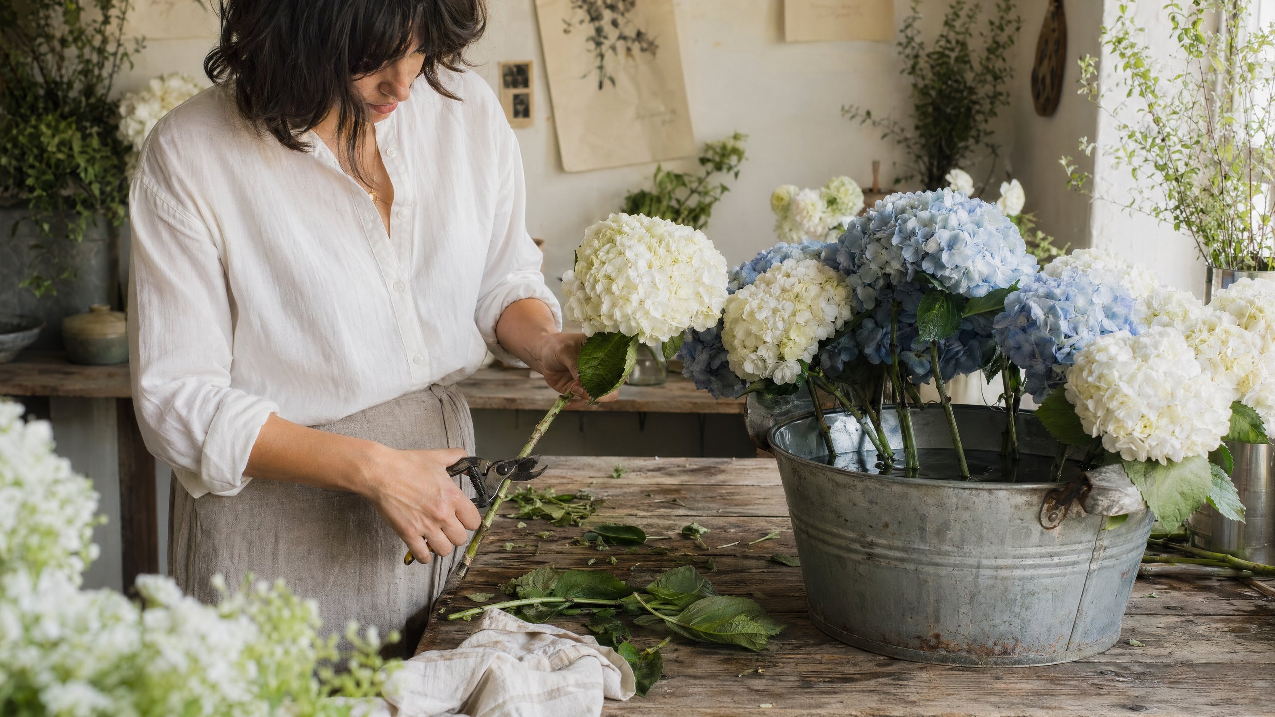 processing cut hydrangeas
