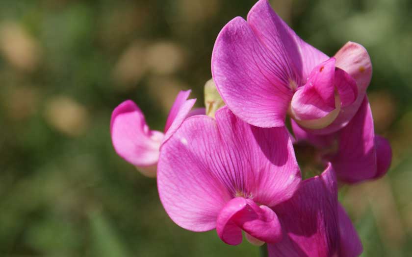 pink sweet peas