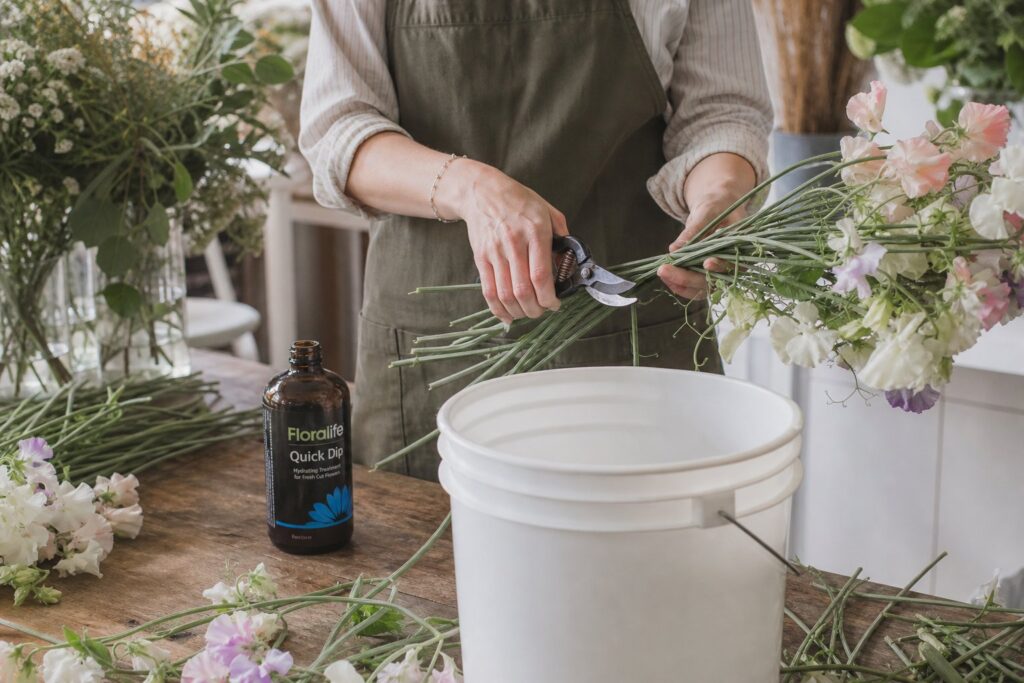 processing japanese sweetpeas