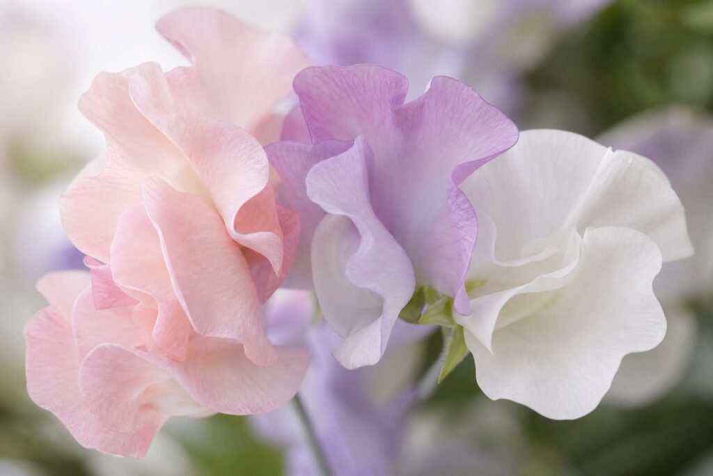 working with sweetpeas