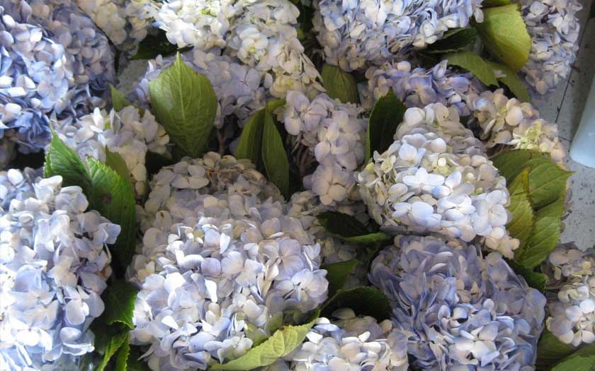 hydrangea cut flower care
