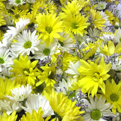white yellow daisy mums