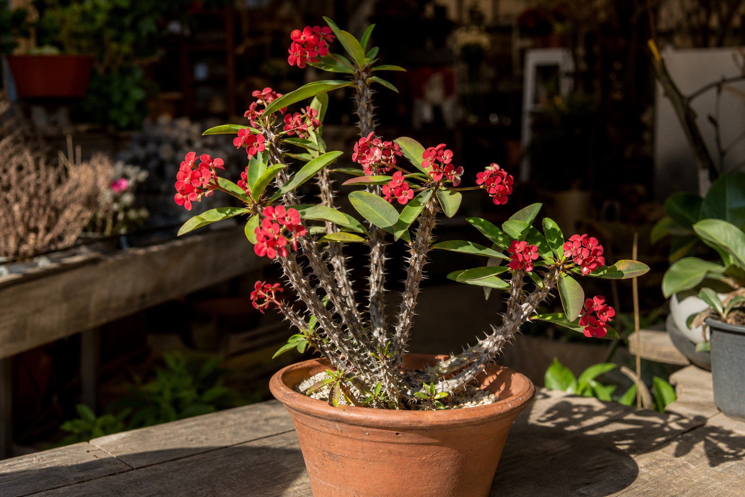 A crown of thorns plant with thorny stems and small bright red flowers in a terra cotta pot