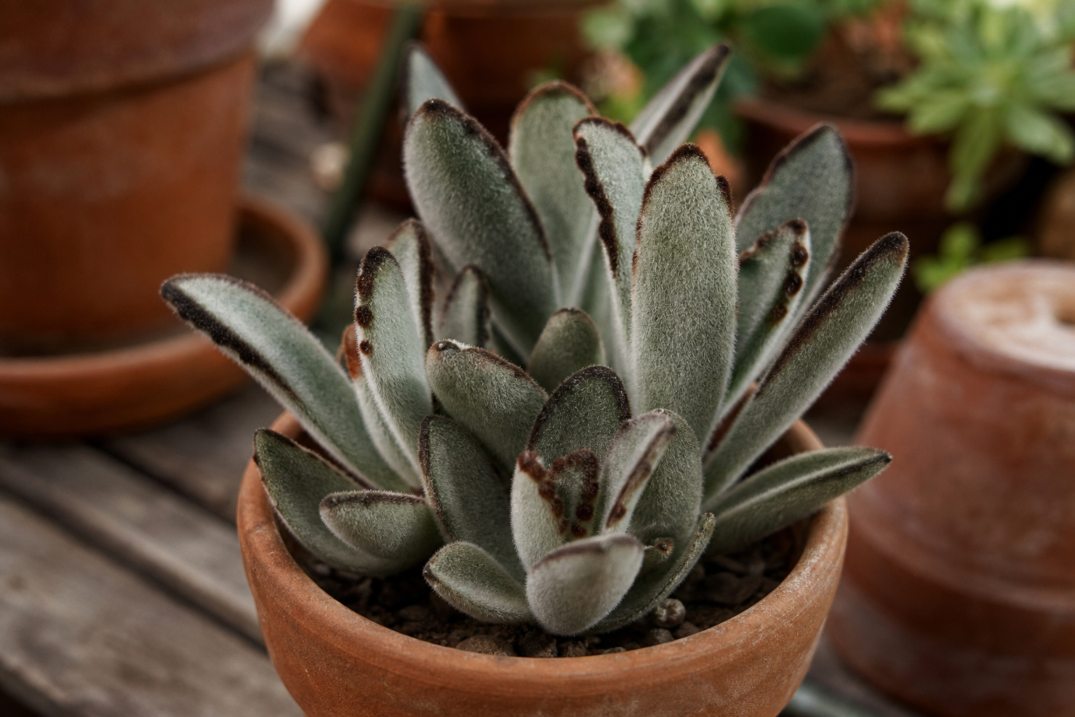 Close-up of a panda plant with soft silvery-fuzzy leaves edged in chocolate brown