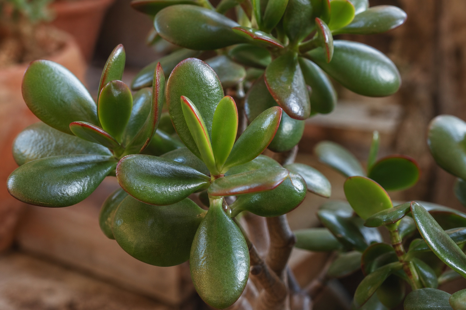 Close-up of glossy thick oval jade plant leaves with a slight red blush on the edges