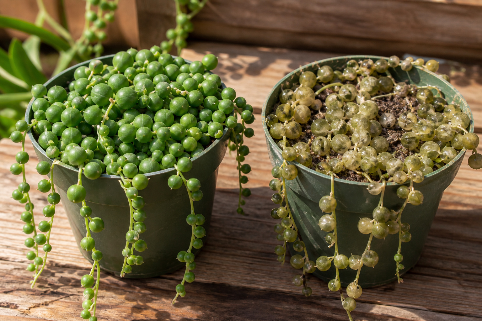 Healthy string of pearls plant next to an overwatered one with mushy pearls on a wooden bench