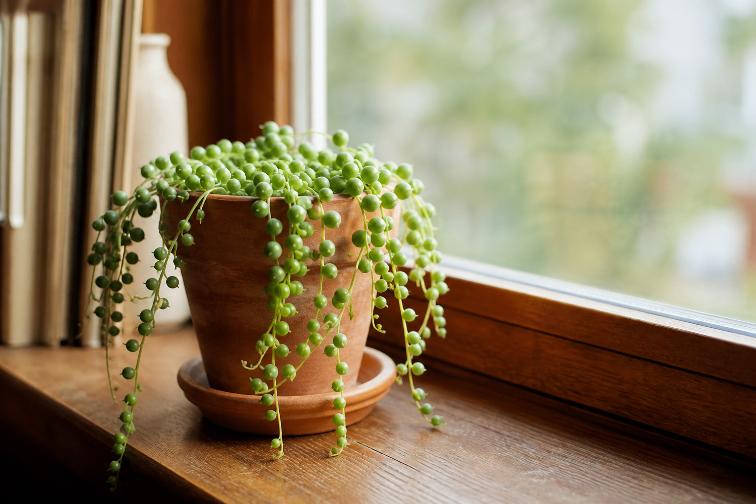 String of pearls plant in a terra cotta pot on a windowsill in bright indirect light