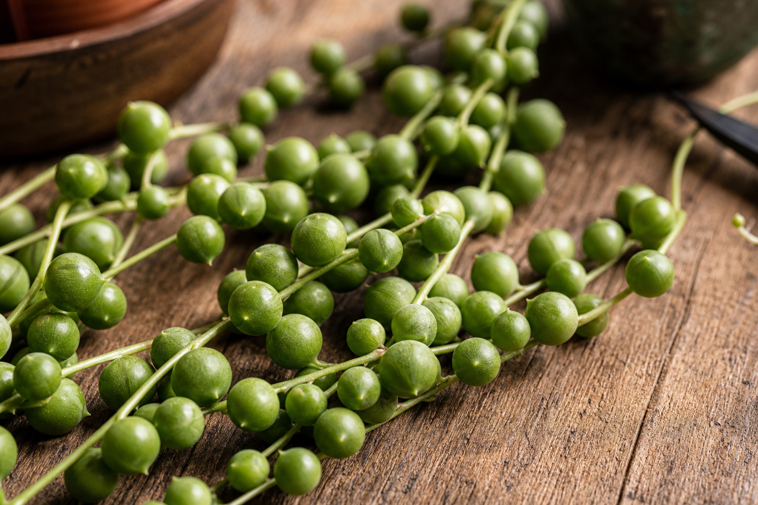 Close-up of string of pearls beads showing round firm succulent leaves on a wooden bench
