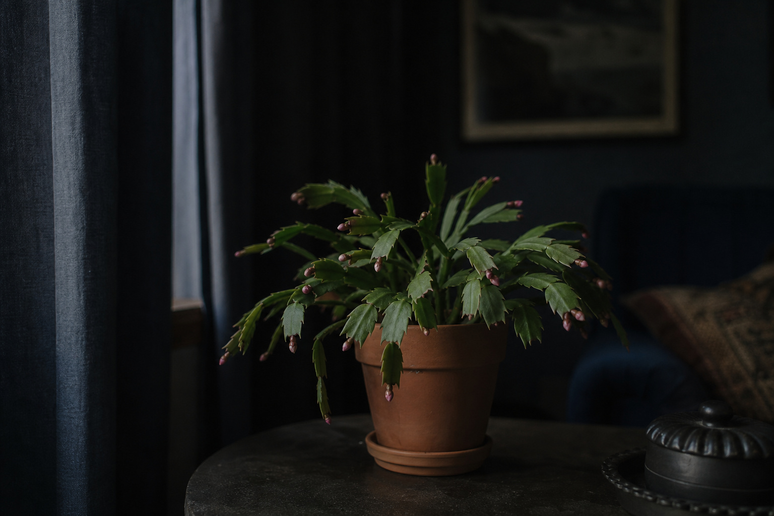 A Christmas cactus in a terra cotta pot in a dim cool room with blackout curtains partially drawn and visible flower buds beginning to form on stem tips