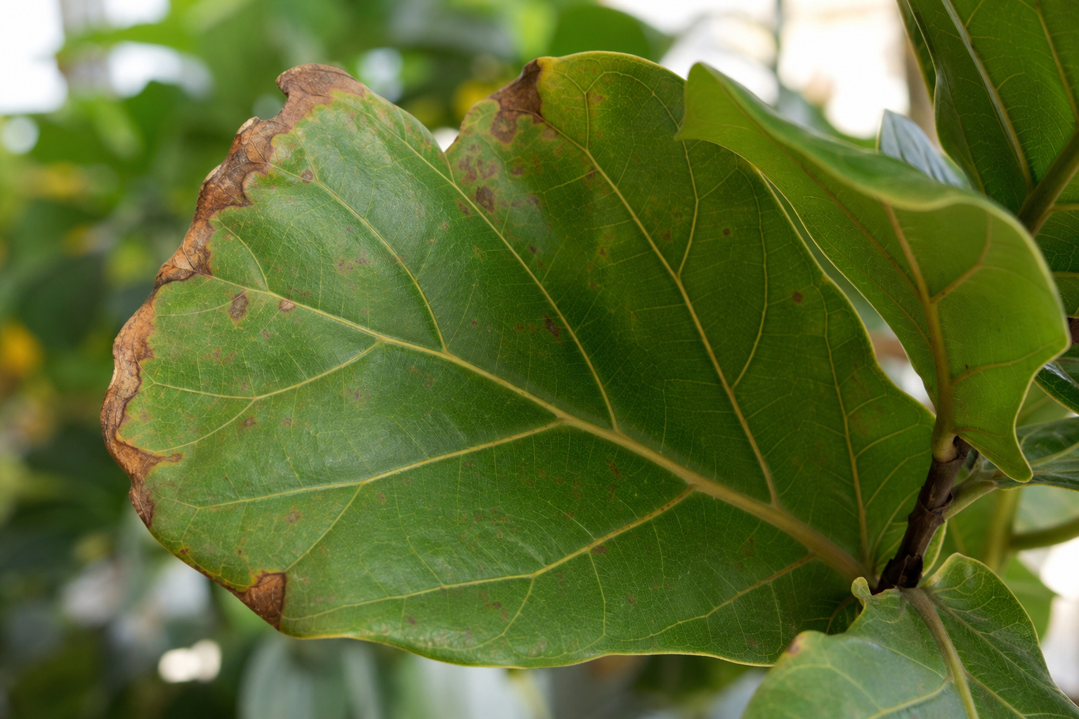 Close-up of fiddle leaf fig leaf with brown spots and browning edges
