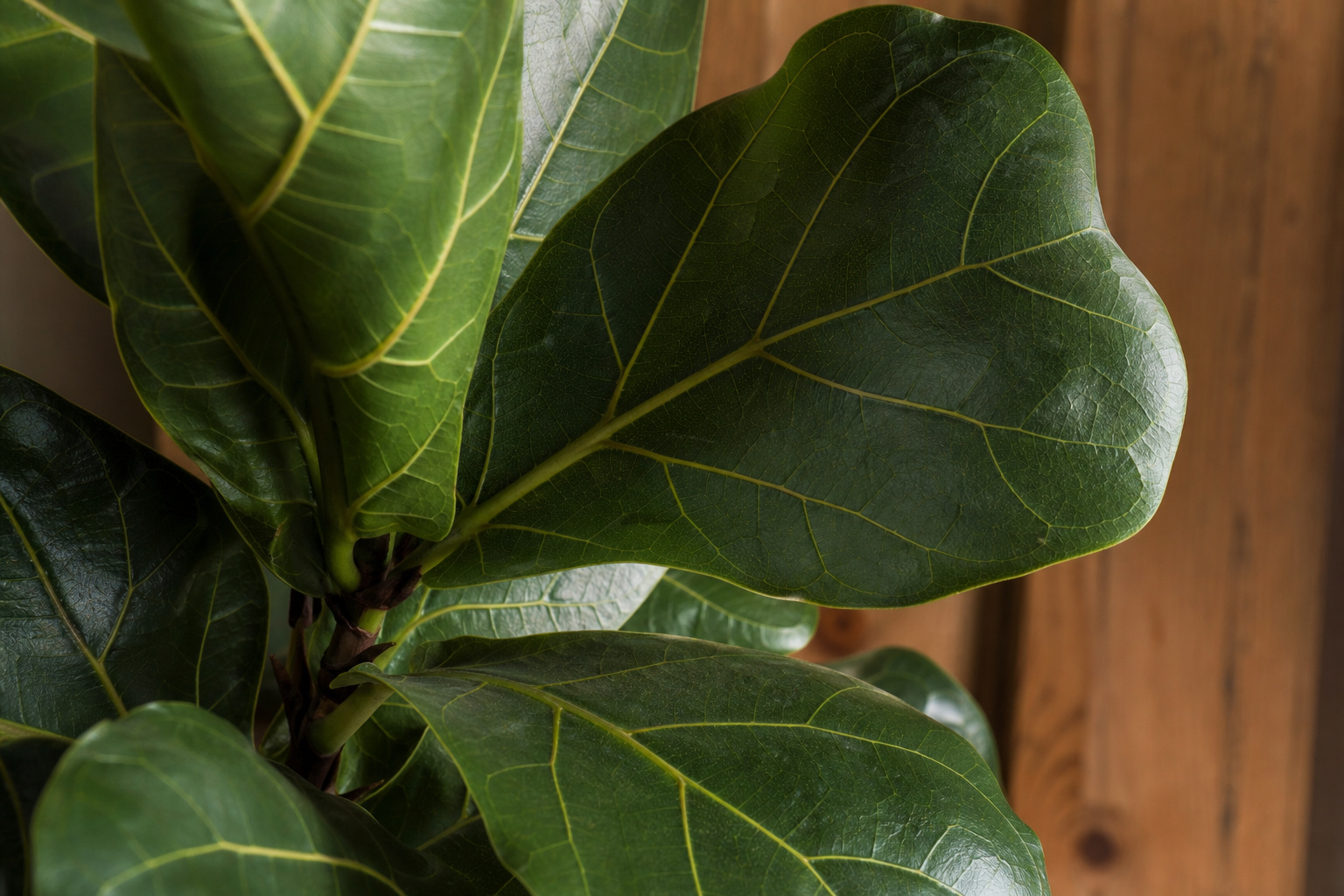 Close-up of fiddle leaf fig leaves showing the large violin-shaped dark green foliage
