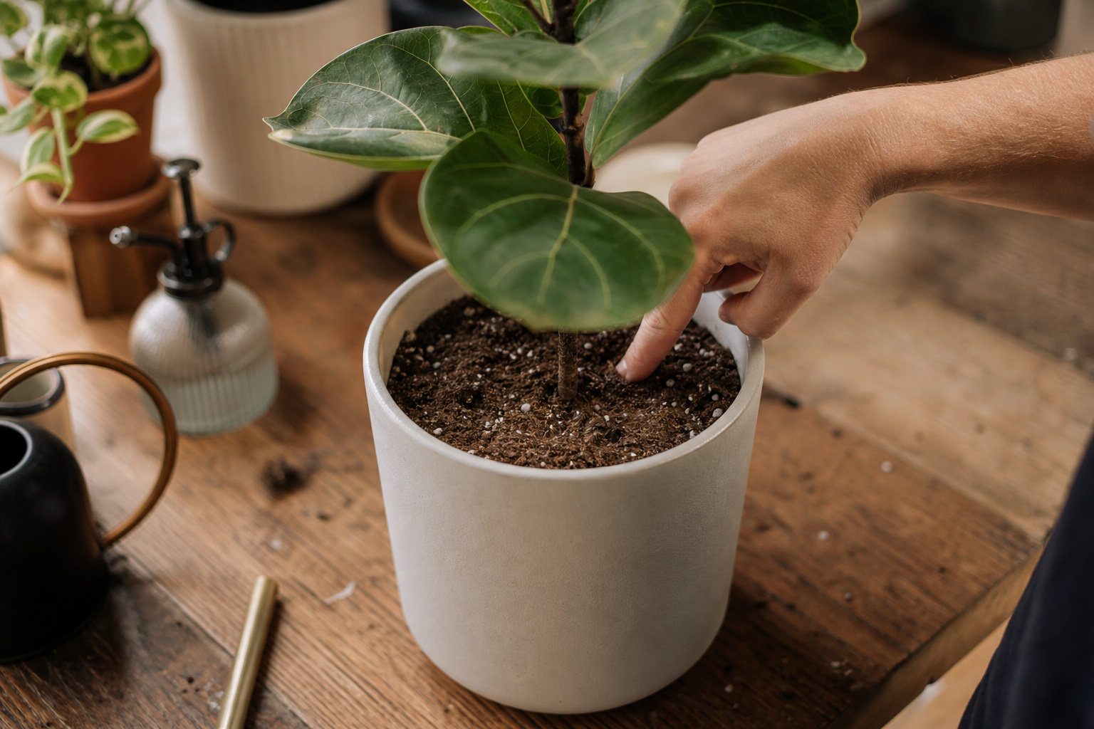 Watering a fiddle leaf fig with a watering can, checking soil moisture with a finger
