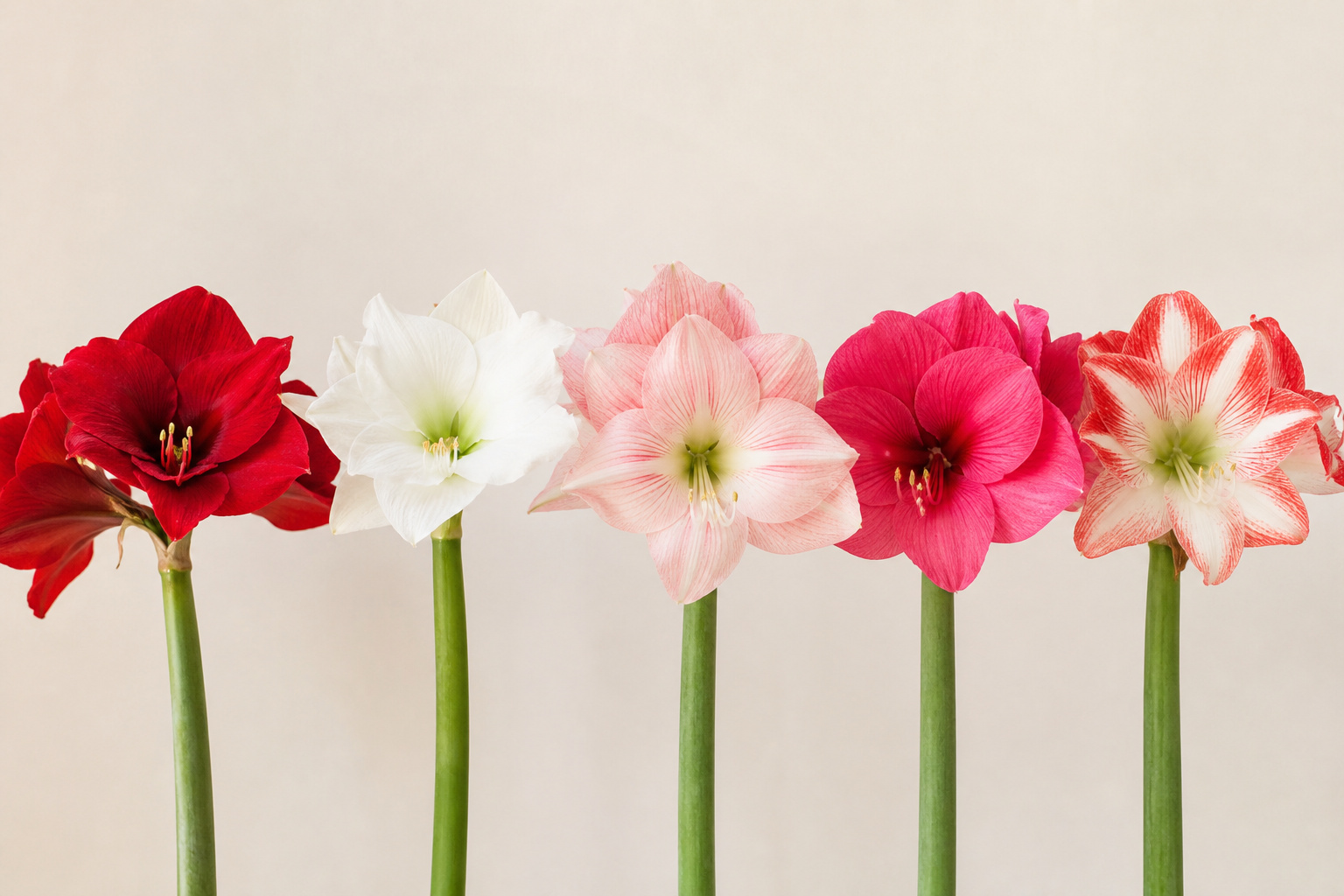 Assorted cut amaryllis stems in red, white, pink, and bi-color varieties displayed side by side