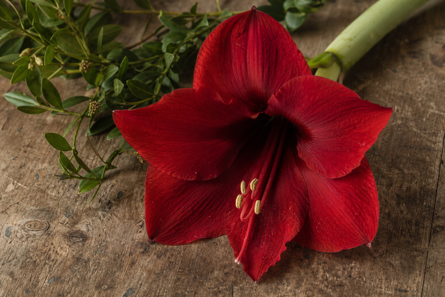 Open red amaryllis trumpet flower displayed on a wooden surface beside greenery