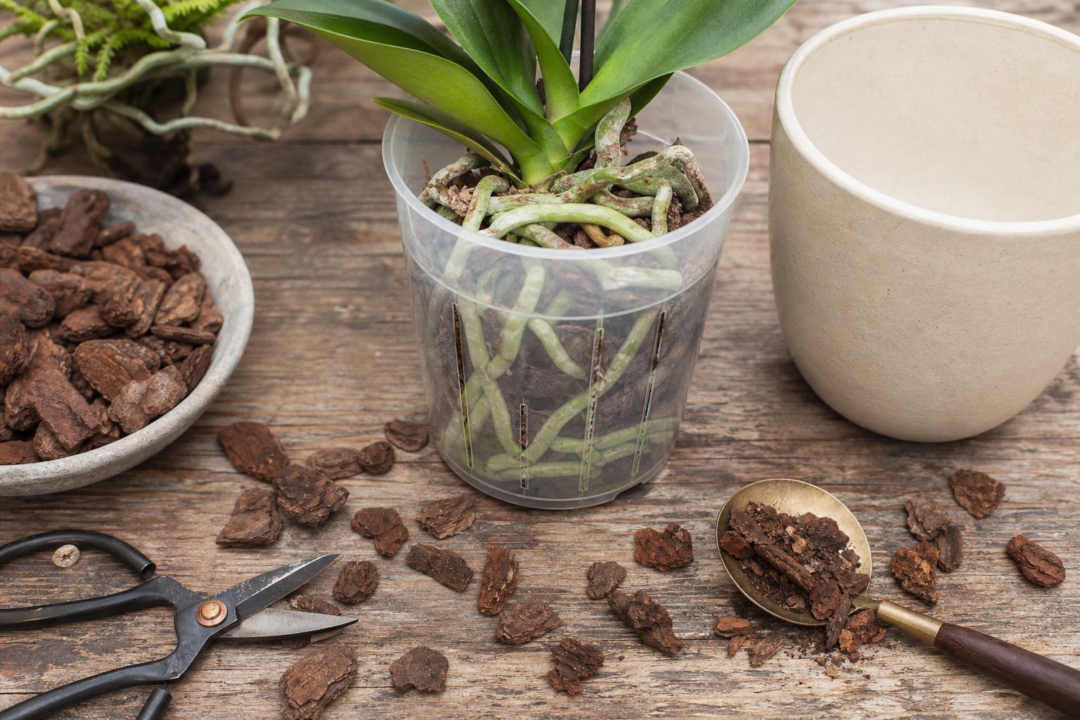 Clear orchid pot with bark mix and drainage slits next to ceramic outer pot