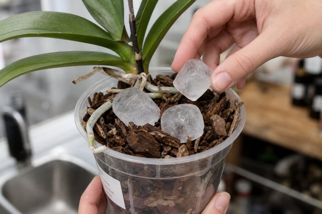 Ice cubes placed on orchid bark for watering phalaenopsis plant