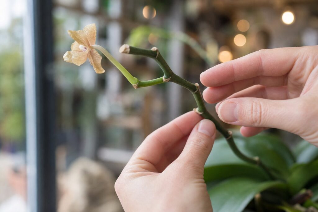 Green phalaenopsis flower spike after blooms have dropped