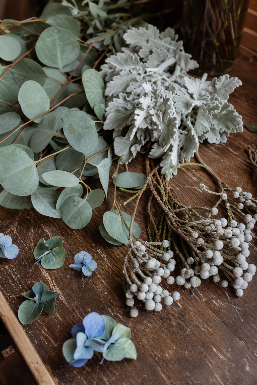 Silver dollar eucalyptus, dusty miller, and silver brunia on a florist's worktable