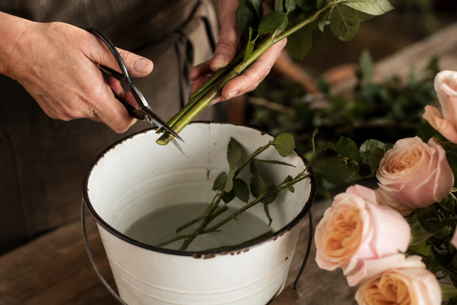 Florist cutting garden rose stems at an angle over a water bucket